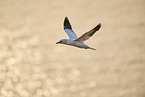 fliegender Basstlpel