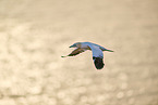 fliegender Basstlpel