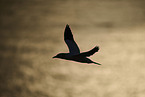 fliegender Basstlpel