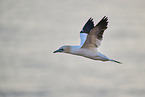 fliegender Basstlpel