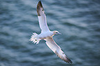 fliegender Basstlpel