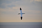 fliegender Basstlpel