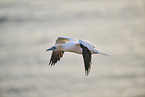 fliegender Basstlpel