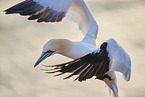fliegender Basstlpel