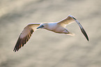 fliegender Basstlpel