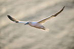 fliegender Basstlpel