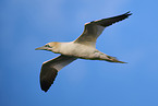fliegender Basstlpel