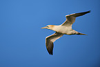 fliegender Basstlpel