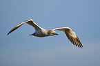 fliegender Basstlpel