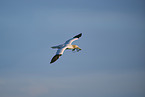 fliegender Basstlpel