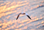 fliegender Basstlpel