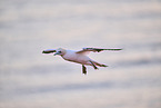fliegender Basstlpel