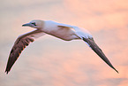 fliegender Basstlpel