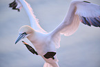 fliegender Basstlpel