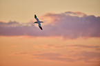 fliegender Basstlpel