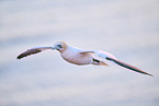 fliegender Basstlpel