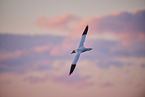 fliegender Basstlpel