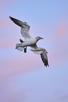 fliegender Basstlpel