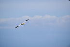fliegender Basstlpel
