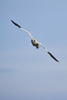 fliegender Basstlpel