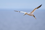fliegender Basstlpel