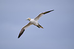 fliegender Basstlpel