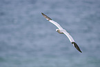 fliegender Basstlpel
