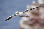 fliegender Basstlpel
