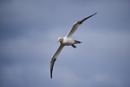 fliegender Basstlpel