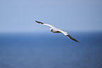 fliegender Basstlpel