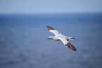 fliegender Basstlpel