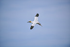 fliegender Basstlpel