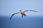 fliegender Basstlpel
