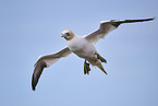 fliegender Basstlpel