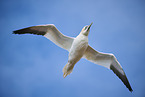 fliegender Basstlpel