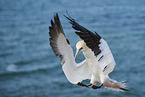 fliegender Basstlpel