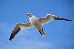 fliegender Basstlpel