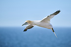 fliegender Basstlpel