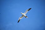 fliegender Basstlpel