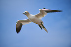 fliegender Basstlpel