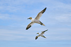 fliegende Basstlpel