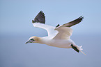 fliegender Basstlpel