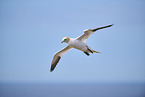 fliegender Basstlpel