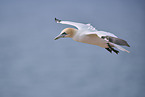 fliegender Basstlpel