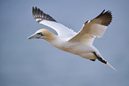 fliegender Basstlpel