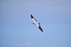 fliegender Basstlpel