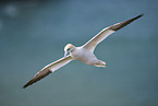 fliegender Basstlpel