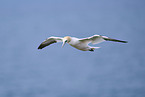 fliegender Basstlpel