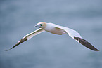 fliegender Basstlpel
