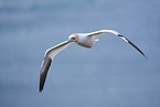 fliegender Basstlpel